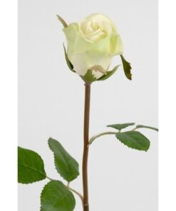 Lime Rose 50 cm. 2889-90