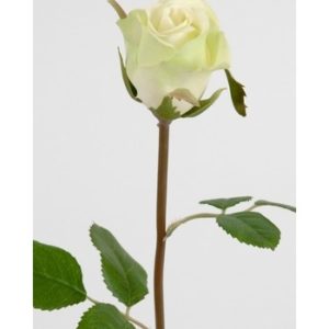 Lime Rose 50 cm. 2889-90