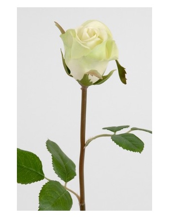 Lime Rose 50 cm. 2889-90