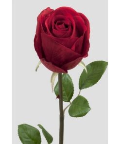 Rose stort hoved stilk 50 cm. vinrød 9603-85
