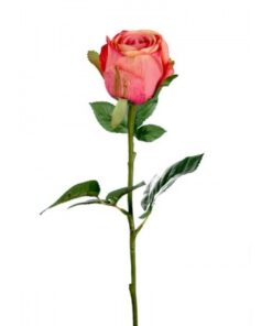 Rose stort hoved stilk 50 cm. Abrikos 9603-30